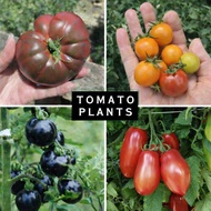 Tomato Plant Varieties (In Polybag) Anak Pokok Tomato | Cherry Tomato | Dwarf (Determinate) & Vining