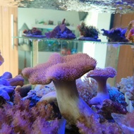 coral payungan ikan hias laut