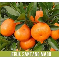 Bibit jeruk santang madu sudah berbuah