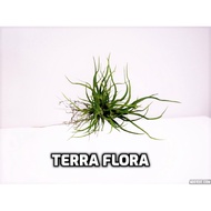 (TB 1) REAL LIVE AIR PLANT TILLANDSIA BULBOSA MINI LOCAL READY STOCK, DECO PLANT, POKOK HIDUP AIRPLA