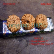 Jenitri Bodongan Mukhi 13 garis 13