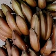 Anak pokok pisang raja udang merah 1 pokok