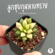 ลูกชุบกุหลาบทราย Anacampseros rufescens ไม้อวบน้ำ กุหลาบหิน แคคตัส กระบองเพชร cactus&amp;succulent