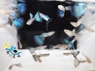 純品系 純藍孔雀魚 (一對) 純品系孔雀魚專區 高級模型 活體宅配