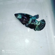 HIASAN AQUARIUM IKAN CUPANG AVATAR GORDON