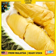 Anak Pokok Durian Musang King Grafted Cepat Berbuah Import Dari Thailand
