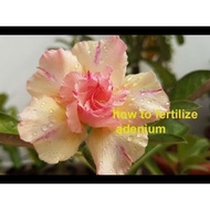 TOP ADENIUM MURAH KUNING CAIR STRIPE PINK