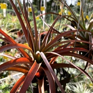 Tillandsia Love Knot Airplant