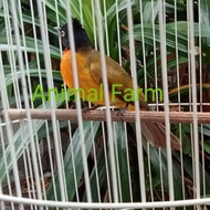 Burung Kutilang Emas Gacor Rawatan