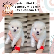 Jual Anjing Mini Pom Super Mini Pom Stambum Jantan Minipom