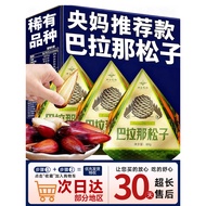 Ya Yang Mom Recommends Yunnan Barana Pine Nuts Thumb Big Pine Nuts Yunnan Big Pine Nuts Brazilian Pi