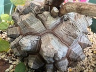 露養大型南非龜甲龍(Dioscorea elephantipes): 深裂紋理塊根植物