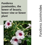 (Real Plant) Pandorea Jasminoides pokok hidup hiasan luar rumah menjalar live outdoor bower plant bunga murah
