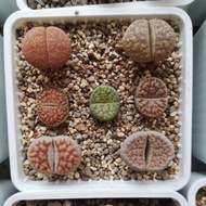 lithops mix set 生石花 *ready stock*