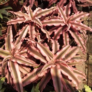 PINK SNAKE PLANT/ Bromeliodes Cryptanthus PLANT FOR SALE