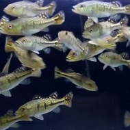 ikan pbass kelberi