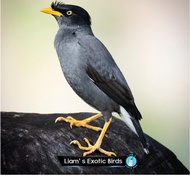 Burung Jalak Kebo Mata Kuning