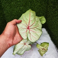 (READY STOCK) CALADIUM EMPRESS