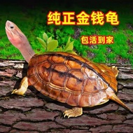 Educational Toys, Fun, Fun Parent-Child Fun