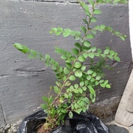 Promo pohon bidara arab asli tinggi 40-50 cm Original