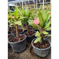 Pokok bunga mahkota duri