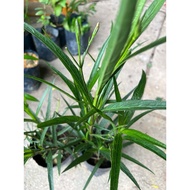 Ruellia Bunga Ungu Tahan Panas