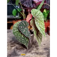 Begonia Polkadot Pink (Rare Begonia) Ready Stock ✅