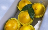 【超特惠！潘爸的珍稀寶物黃金果4.5斤裝(特大果)】果凍般Q彈美味 水果界的美容水果