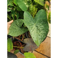 Colocasia Aquatilis Phu Sang Leopard / Colocasia Emerald Elephant