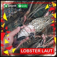 Lobster Besar 1Kg Isi 4-5 Ekor/Lobster Laut/Lobster Murah Best Seller