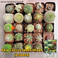 100% Legit Rare Cactus Seeds Mixed Flower Seeds for Planting &amp; Gardening (6 Seeds) Cactus Plant Bonsai Seeds Ornamental Potted Cactus Live Plants for Sale Air Purifying Indoor Plants Outdoor Real Plants Garden Decor benih pokok bunga Easy To Grow Flowers