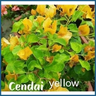 ❍ ➸ ∲ SALE!!! RARE ROOTED BOUGAINVILLEA