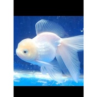 Beautiful ALBINO Chef