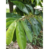 Fresh Dutch durian leaves / natural rat repellent 5 pcs