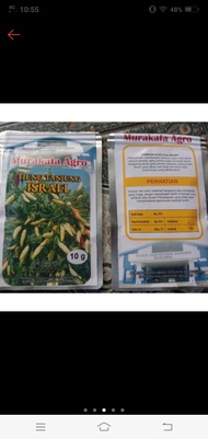 cabe tiung tanjung israel beli 3 gratis 1 pcs