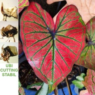 ANAK UBI KELADI THAI MING MAHA MONG KHON CALADIUM BULB CUTTING THAILAND