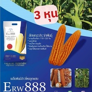 เมล็ดพันธุ์ข้าวโพดเลี้ยงสัตว์ลูกผสมเดี่ยว ERW888  บรรจุ 5 กิโลกรัม พันธุ์ฝักแฝด พันธุ์ฝักคู่ พันธุ์ 2 ฝัก