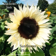 [$9.9 Free Shipping]*Rare* White Nite Sunflower Seeds - 10 Seed *Pot Friendly* Tanam Pasu,  Putih