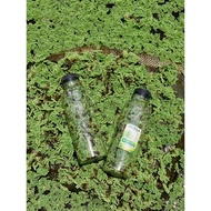 Azolla Microphylla Super – Water Plant Seeds for Duck, Chicken, and Catfish Feed, Fast Harvest