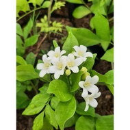Kamuning Orange Jasmine Local Live Plant Scented Flower