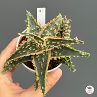 Aloe Hybrid seedings อโลไฮบริด ไม้เมล็ด #50บาท ทุกต้น ไม้อวบน้ำ กุหลาบหิน cactus&amp;succulentหลากหลายสายพันธุ์