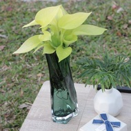 水培植栽│萊姆黃金葛_室內植物 辦公室盆栽 店內擺設 送禮