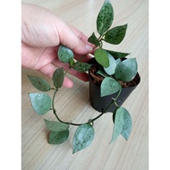 Hoya Krohniana Eskimo Silver (rare)