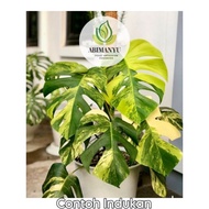 Monstera Marmorata/Monstera Aurea varigata