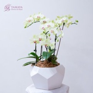 芥末蝴蝶蘭 | 2株