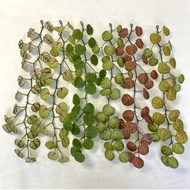 1.2m Round Begonia Rattan Artificial Flower Wall Decoration Wall Hanging Flower Rattan Hanging Resta