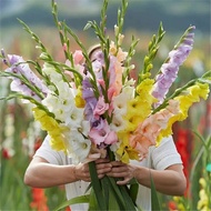 【Shop Hot Sale】Gladiolus Bulbs Perennial Flower Potted Plant Thirteen Taibao Tangchagpu Four Seasons