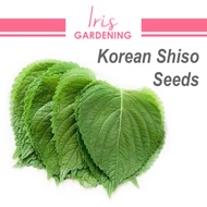 [20 pcs] Korean Shiso Seeds [Iris gardening]
