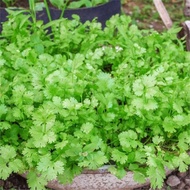 Four Seasons Coriander Seeds Farmers Potted Farmers Balcony Vegetables Spring Autumn Leaves Coriande