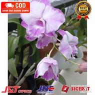 ( KNOP / SPIKE ) ANGGREK DENDROBIUM PURPEL WHITE-sudah Knop/Spike-DENDROBIUM
